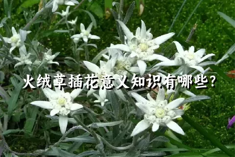 火绒草插花意义知识有哪些？