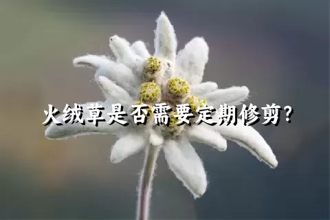 火绒草是否需要定期修剪？