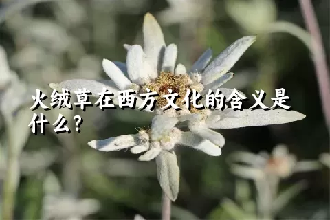 火绒草在西方文化的含义是什么？