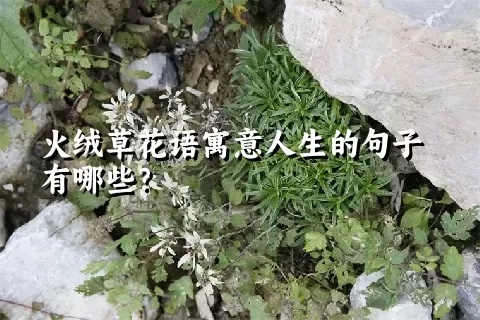 火绒草花语寓意人生的句子有哪些？