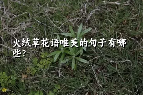 火绒草花语唯美的句子有哪些？