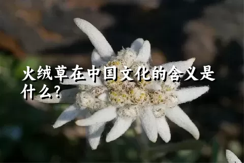 火绒草在中国文化的含义是什么？