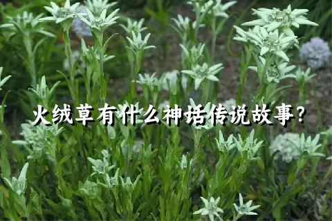 火绒草有什么神话传说故事？