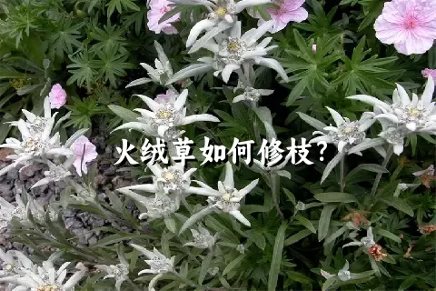 火绒草如何修枝？