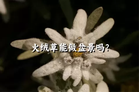 火绒草能做盆景吗？