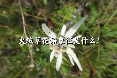 火绒草花语象征是什么？