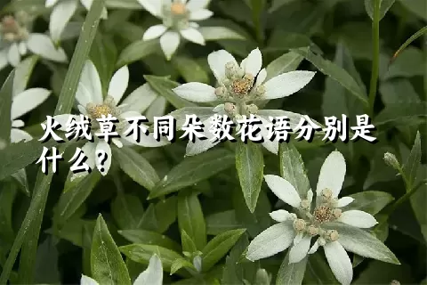 火绒草不同朵数花语分别是什么？