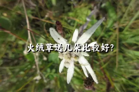 火绒草送几朵比较好？