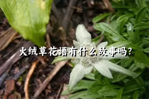 火绒草花语有什么故事吗？