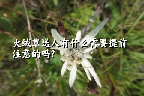 火绒草送人有什么需要提前注意的吗？