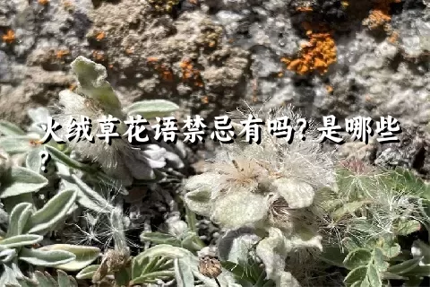 火绒草花语禁忌有吗？是哪些？