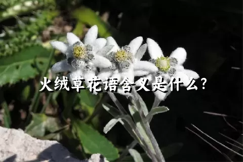 火绒草花语含义是什么？