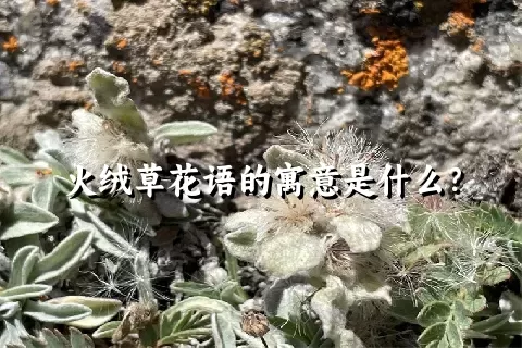 火绒草花语的寓意是什么？