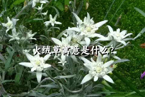 火绒草寓意是什么？