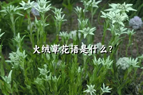 火绒草花语是什么？