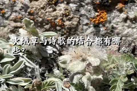 火绒草与诗歌的结合都有哪些？