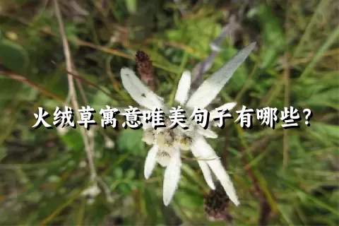 火绒草寓意唯美句子有哪些？