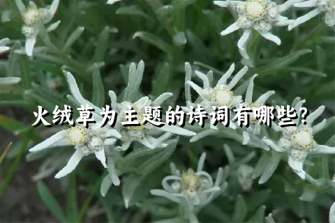 火绒草为主题的诗词有哪些？