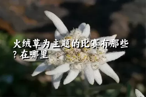 火绒草为主题的比赛有那些？在哪里