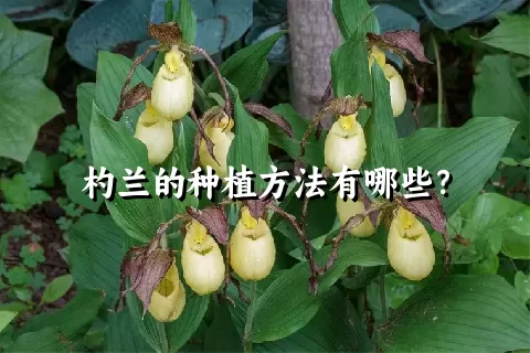 杓兰的种植方法有哪些？