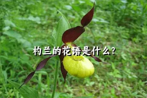 杓兰的花语是什么？