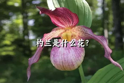 杓兰是什么花？