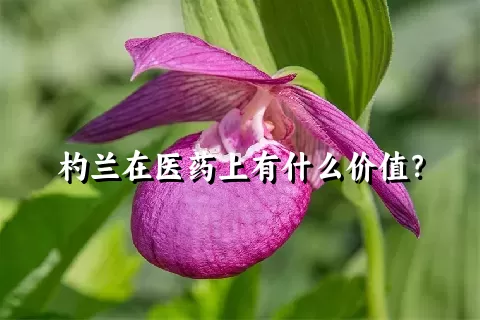 杓兰在医药上有什么价值？