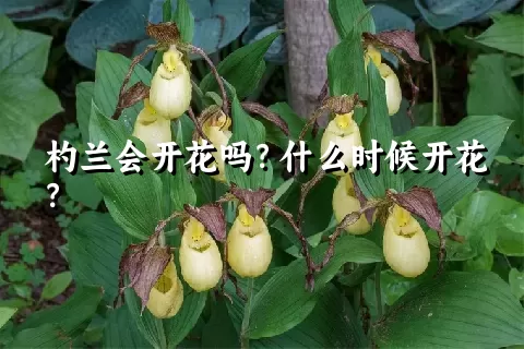 杓兰会开花吗？什么时候开花？