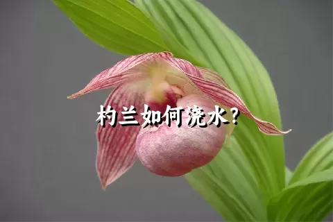 杓兰如何浇水？