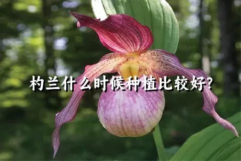 杓兰什么时候种植比较好？