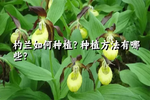 杓兰如何种植？种植方法有哪些？