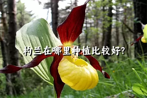 杓兰在哪里种植比较好？