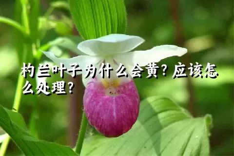 杓兰叶子为什么会黄？应该怎么处理？