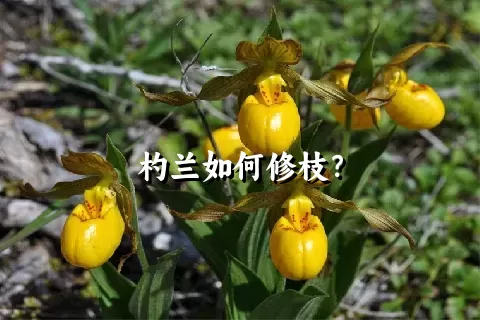 杓兰如何修枝？