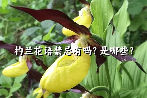 杓兰花语禁忌有吗？是哪些？