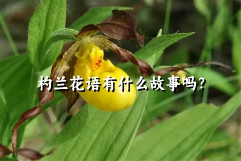 杓兰花语有什么故事吗？