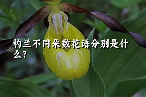 杓兰不同朵数花语分别是什么？