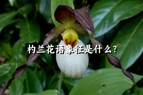 杓兰花语象征是什么？