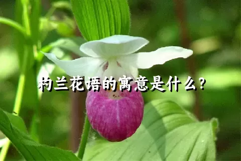 杓兰花语的寓意是什么？