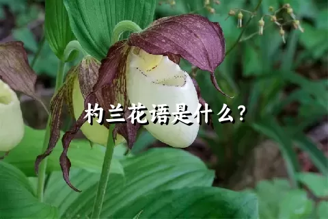 杓兰花语是什么？