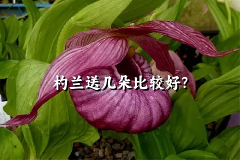 杓兰送几朵比较好？