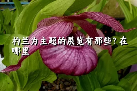 杓兰为主题的展览有那些？在哪里