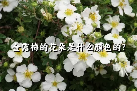 金露梅的花朵是什么颜色的？