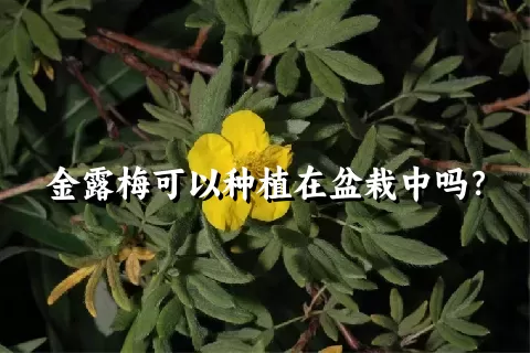 金露梅可以种植在盆栽中吗？