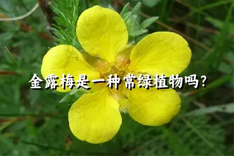 金露梅是一种常绿植物吗？