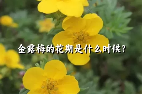 金露梅的花期是什么时候？