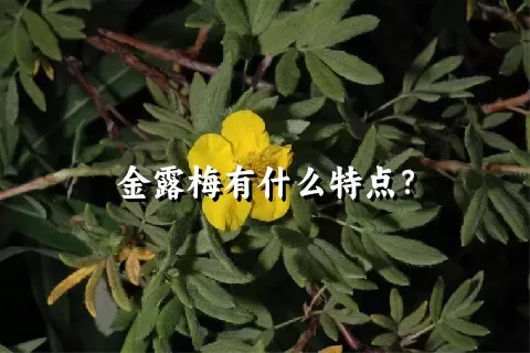 金露梅有什么特点？