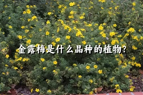 金露梅是什么品种的植物？