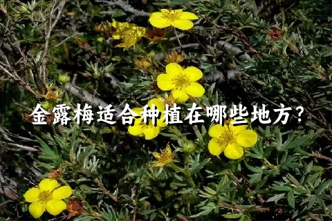 金露梅适合种植在哪些地方？