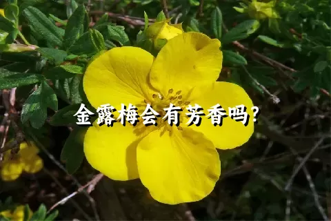 金露梅会有芳香吗？